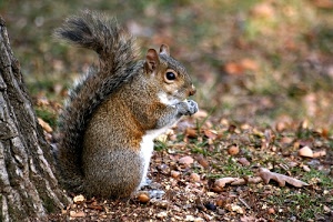 scoiattolo, coda, pelo, occhio, animale, roditore, foglie, orecchie, tronco, bosco, zampe, albero, grigio, quadrupede, muso, animali, ghiande, occhi