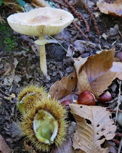 castagne, foglie, fungo, riccio, autunno, marrone, ricci, bosco, autunnale, giallo, gambo, funghi