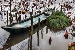 barca, acqua, foglie, pali, erba, riflesso, palude, fiume, verde, lago, catena, riflessi, pianta