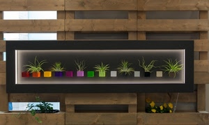 legno, piante, colori, cornice, vasi, esposizione, verde, vetrina, piantine