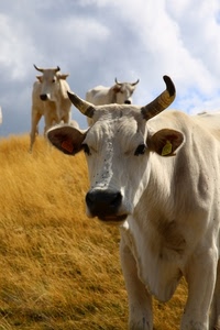 corna, mucche, nuvole, cielo, orecchie, tre, occhi, muso, mucca, musi, giallo, erba, paglia, bovini, bianche, animali