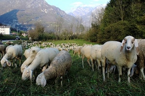 pecore, montagne, alberi, erba, ovini, verde, gregge, prato, bianco, animali, pascolo, case, orecchie, cielo, muso